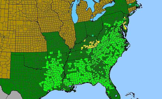 The range of Castanea pumila